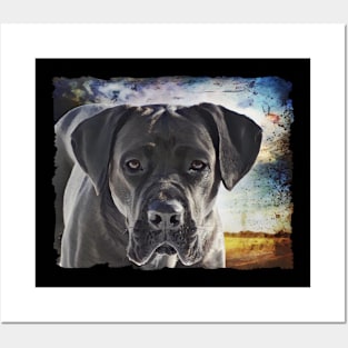 Cane Corso Dog With Floppy Ears Posters and Art